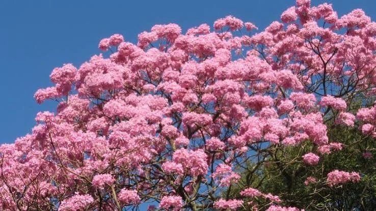 Lapacho rosado en flor, Tucumán