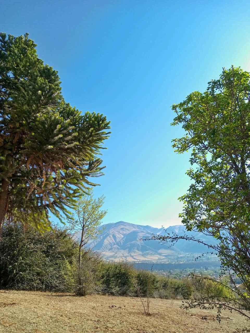 Valle de Tafí visto entre los árboles